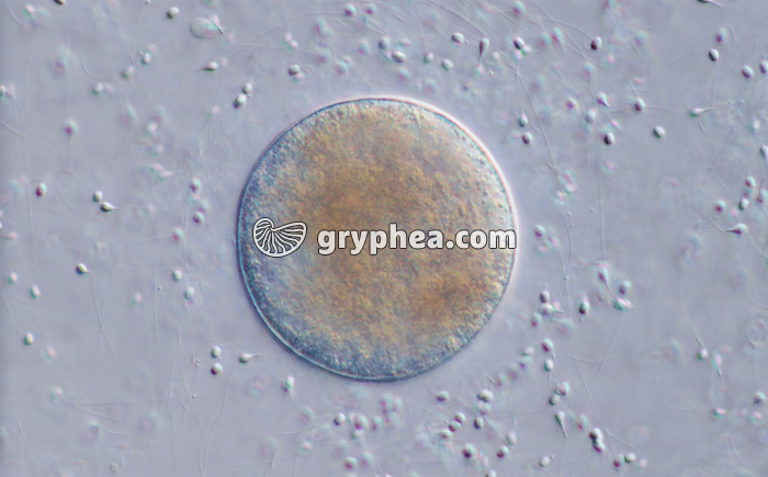 Moule - Cellule-oeuf entourée de spermatozoîdes (Mytilus edulis) x125 - gryphea.org